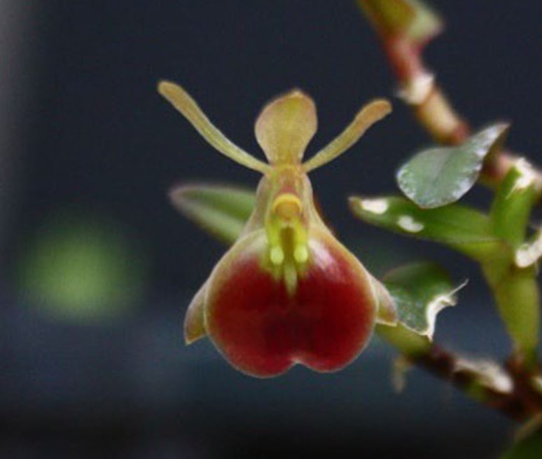 Orchid Seedling 50mm Pot size  Epidendrum porpax  species