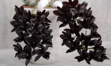 Load image into Gallery viewer, Flask - BLACK ORCHID - Fredclarkeara After Dark 'SVO Black Pearl' FCC - AOS catasetum

