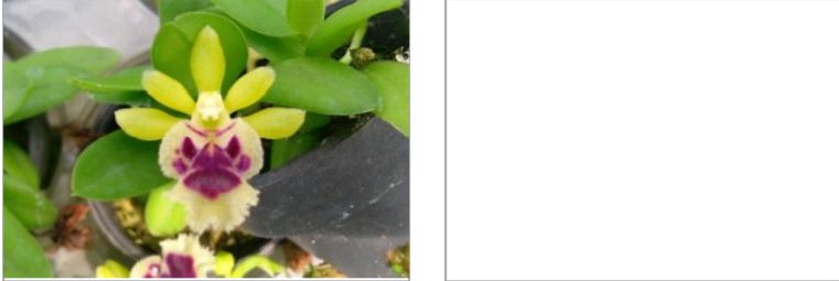 Orchid Seedling 50mm Pot Size - Haraella retrocalla  - Species