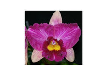 Load image into Gallery viewer, Flask - Cattleya Rlc Hsinying Scarlet &#39;Flame Dance&#39; (Kozo&#39;s Scarlet x Shinfong Honey)
