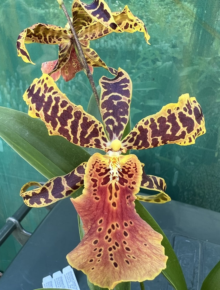 Flowering Size Plant - Oncidium Aliceara Hilo Ablaze 'Hilo Gold'