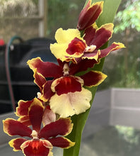 Load image into Gallery viewer, Flowering Size Plant - Oncidium Deuce
