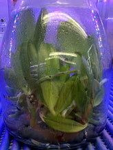 Load image into Gallery viewer, Flask - Phalaenopsis Tzu Chiang Balm &#39;C#1&#39; x Zheng Min Neon
