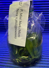 Load image into Gallery viewer, Flask - Phalaenopsis Phal Mini Mark &#39;Holm&#39;
