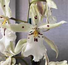 Load image into Gallery viewer, Orchid Seedling 50mm Pot Size - Oncidium Beallara Pacific Pastel &#39;Mauna Loa&#39;
