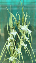 Load image into Gallery viewer, Flowering Size Plant - Oncidium Brassia verrucosa species

