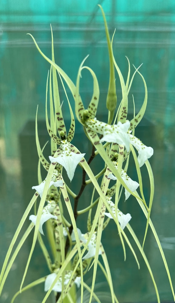 Flowering Size Plant - Oncidium Brassia verrucosa species