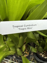 Load image into Gallery viewer, Flowering Size Plant - Tropical Cymbidium Tropic Mini
