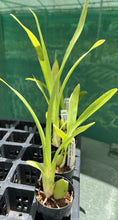 Load image into Gallery viewer, Orchid Seedling 50mm Pot Size - Oncidium Beallara Pacific Pastel &#39;Mauna Loa&#39;
