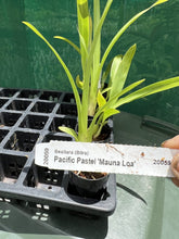 Load image into Gallery viewer, Orchid Seedling 50mm Pot Size - Oncidium Beallara Pacific Pastel &#39;Mauna Loa&#39;
