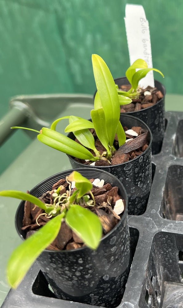 Orchid Seedling 50mm Pot Size - Bulbophyllum bandischii - Species