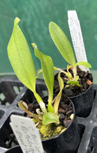Load image into Gallery viewer, Orchid Seedling  50mm Pot Size - Cattleya Mari&#39;s Love x (Tsutung Beauty x Elegant Dancer)
