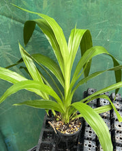 Load image into Gallery viewer, Flowering Size Plant - Oncidium Zygopetalum Debbie De Mellow &#39;Honolulu Bay&#39;
