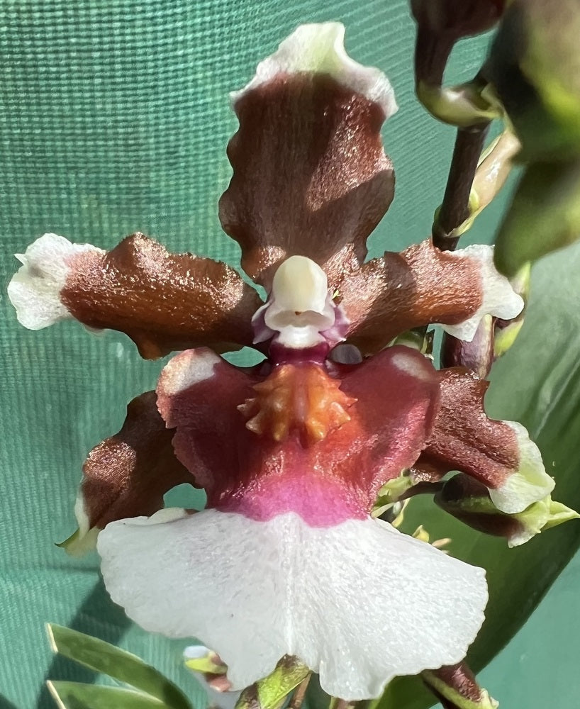 Flowering Size Plant - Oncidium Oncidioda Pagan Scent 'Hanna'