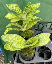 Load image into Gallery viewer, Flowering Size Orchid - Paphiopedilum Hsinying Carlos x Hsinying Leopard

