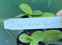 Load image into Gallery viewer, Orchid Seedling 50mm Pot Size - Phalaenopsis Sogo Vivien &#39;Smurf&#39;
