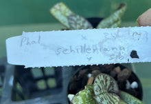 Load image into Gallery viewer, Orchid Seedling 50mm Pot Size - Phalaenopsis schilleriana x sib - Species
