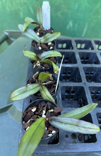 Load image into Gallery viewer, Orchid Seedling 50mm Pot Size - Phalaenopsis sanderiana x sib - species
