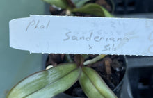 Load image into Gallery viewer, Orchid Seedling 50mm Pot Size - Phalaenopsis sanderiana x sib - species
