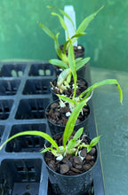 Load image into Gallery viewer, Orchid Seedling 50mm Pot size - Catasetum Cycnodes Wine Delight
