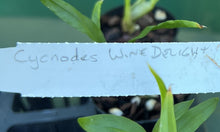 Load image into Gallery viewer, Orchid Seedling 50mm Pot size - Catasetum Cycnodes Wine Delight
