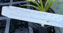 Load image into Gallery viewer, Orchid Seedling 50mm Pot size - Oncidium Tolumnia Asternova Sunspot x Willowbank Strawberry &#39;Daphne&#39;
