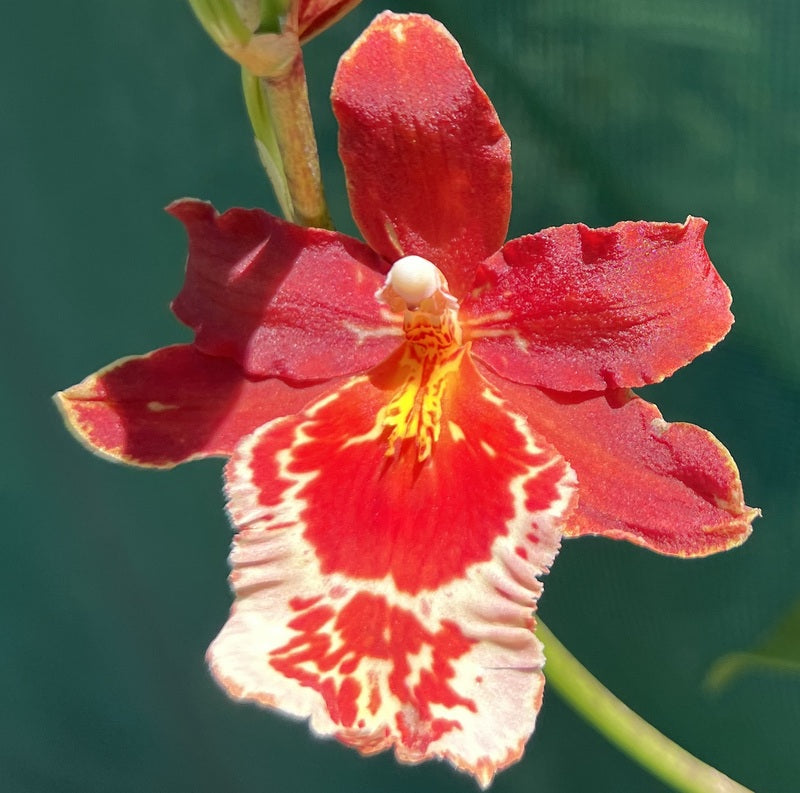 Flowering Size Plant - Oncidium Senorita Roja