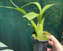Load image into Gallery viewer, Flowering Size Plant - Oncidium Senorita Roja
