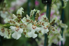 Load image into Gallery viewer, Orchid Seedling 50mm Pot Size - Oncidium Speckled Spire &#39;Snowflake&#39;
