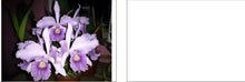 Load image into Gallery viewer, Orchid Seedling 50mm Pot size - Cattleya Canhamiana
