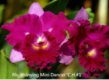 Load image into Gallery viewer, Flask - Cattleya Rlc Hsinying Mini Dancer &#39;CH # 1&#39;

