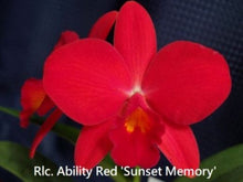 Load image into Gallery viewer, Flask - Cattleya Rlc. Ability Red &#39;Sunset Memory&#39; SM/JOGA (Rlc. Birthday Dream x C. Psyche)
