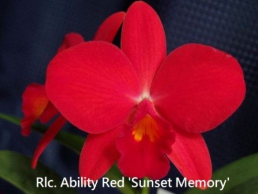 Flask - Cattleya Rlc. Ability Red 'Sunset Memory' SM/JOGA (Rlc. Birthday Dream x C. Psyche)