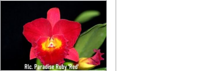 Orchid Seedling  50mm Pot Size - Cattleya Rlc Paradise Ruby Red