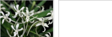 Load image into Gallery viewer, Orchid Seedling 50mm Pot size - Vanda falcata armanii (White Snow) x self
