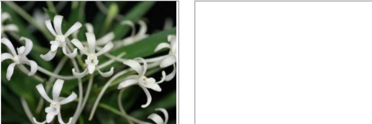 Orchid Seedling 50mm Pot size - Vanda falcata armanii (White Snow) x self