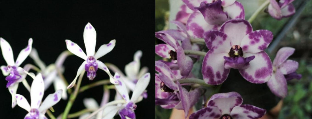 Orchid Seedling 50mm Pot size - Vanda Neof Hsinying Starry (Pinky coerulea x Rhynchostylis gigantea (spots))
