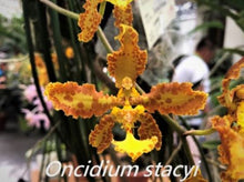 Load image into Gallery viewer, Flask - Oncidium Onc. stacyi - Species
