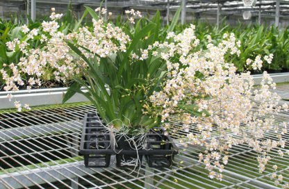 Flowering Size Plant - Oncidium Tsiku Marguerite