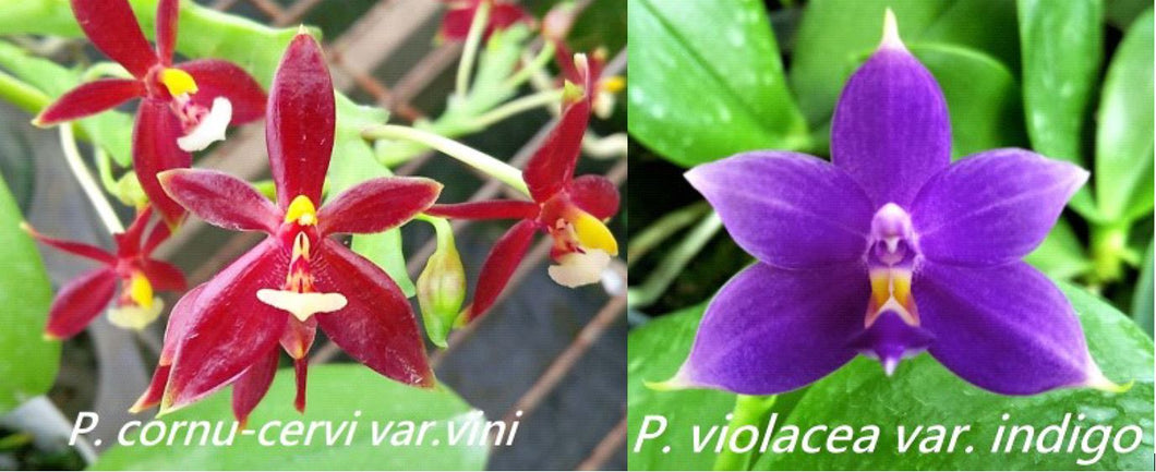 Flask - Phalaenopsis cornu-cervi fma chattaladae  'Red W18' x violacea indigo 'Red'
