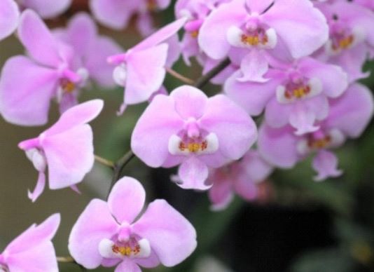 Orchid Seedling 50mm Pot Size - Phalaenopsis schilleriana x sib - Species