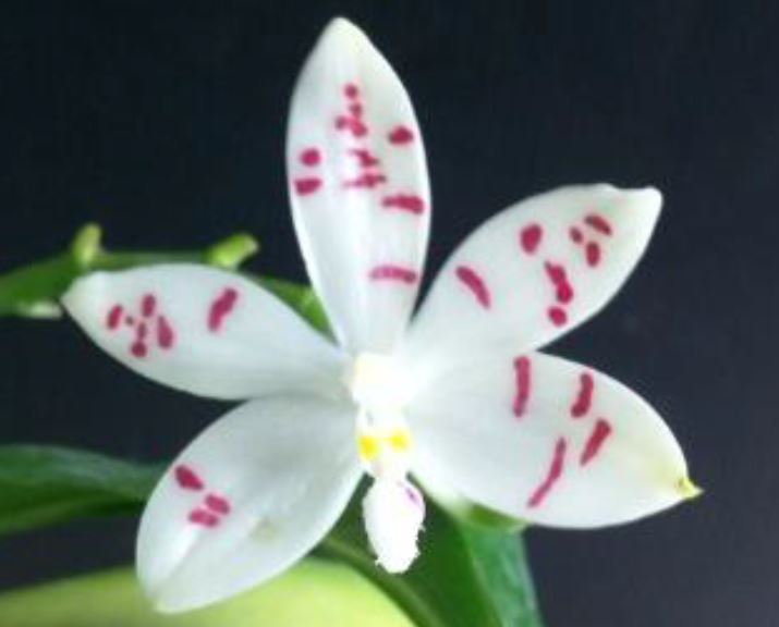 Flask - Phalaenopsis Phal. tetraspis 'PNS3b' - Species