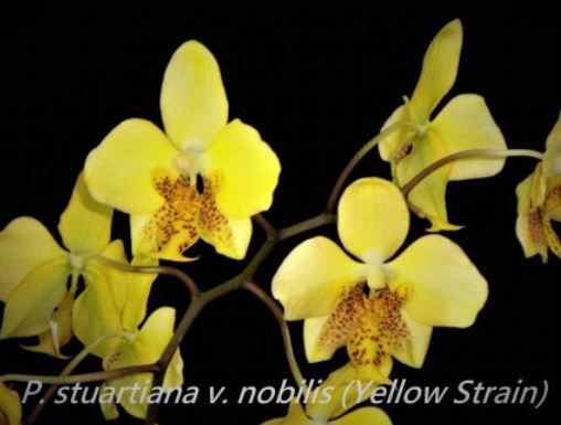 Flask - Phalaenopsis Phal. stuartiana v. nobilis (Yellow Strain) x sib - Species