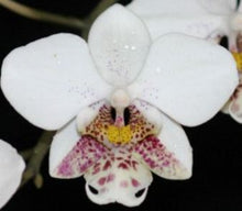 Load image into Gallery viewer, Flask - Phalaenopsis stuartiana tipo x sib - Species - Mottle Leaves
