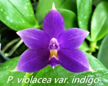 Load image into Gallery viewer, Orchid Seedling 50mm Pot Size - Phalaenopsis violacea coerulea x sib  - Species

