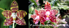 Load image into Gallery viewer, Flask - Phalaenopsis Mituo Mibs Passion x amboinensis &#39;Nicole&#39; AM/AOS
