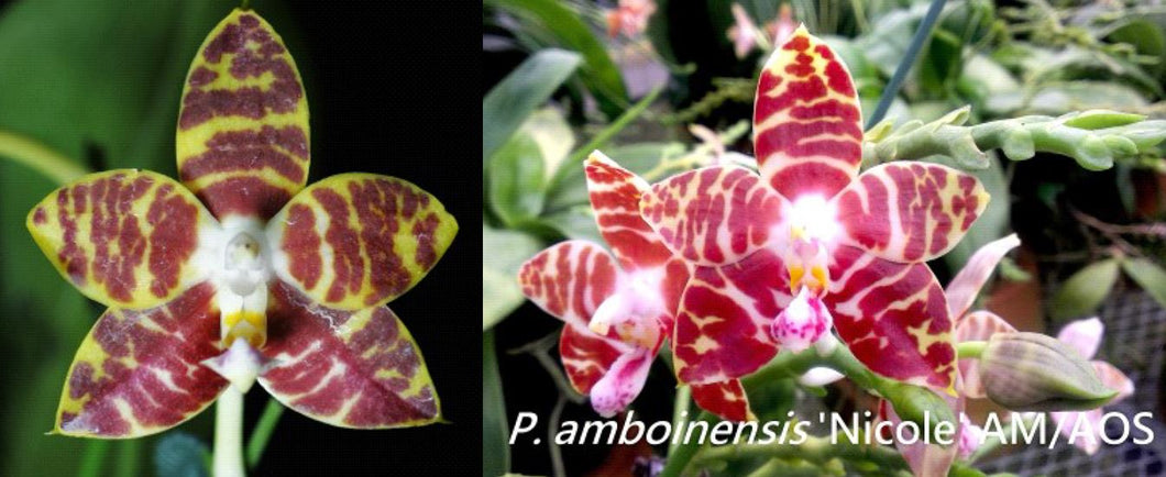 Flask - Phalaenopsis Mituo Mibs Passion x amboinensis 'Nicole' AM/AOS