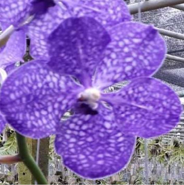 Orchid Seedling 50mm Pot size - Vanda Pakchong Blue