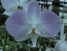 Load image into Gallery viewer, Flask - Phalaenopsis sanderiana x sib - Species
