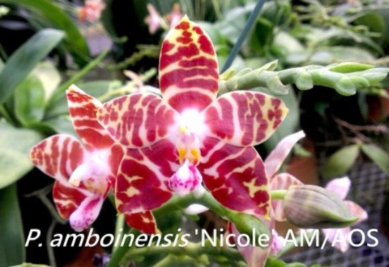 Flask - Phalaenopsis Phal. amboinensis 'Nicole' AM-AOS - SPECIES